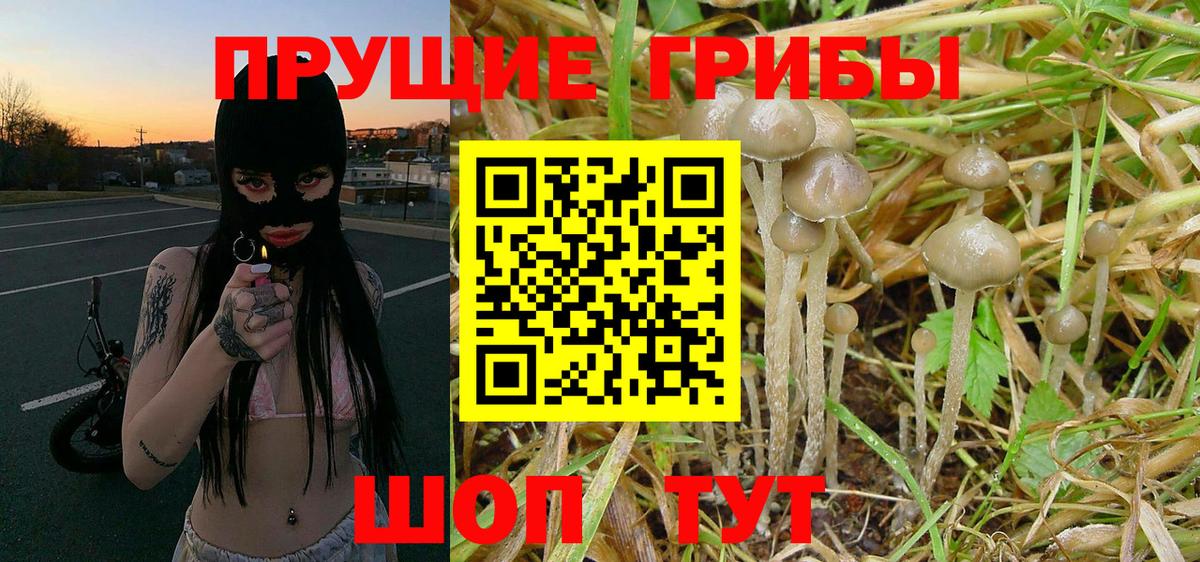 Свободный  Галлюциногенные грибы GOLDEN TEACHER  Вход с VPN 